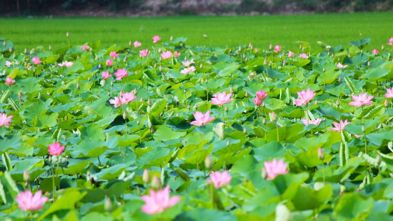 'Người Mẹ làng Sen' - Chương trình nghệ thuật đặc biệt kỷ niệm ngày sinh nhật Bác - Ảnh 1.