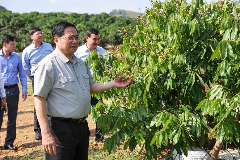 Thủ tướng: &quot;Đưa cây ăn quả lên sườn dốc&quot; thay đổi tư duy quan trọng - Ảnh 4.