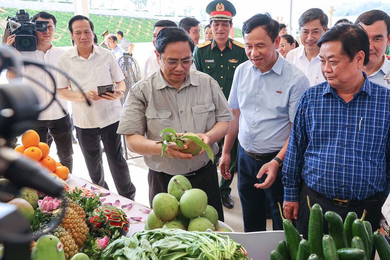 Thủ tướng: &quot;Đưa cây ăn quả lên sườn dốc&quot; thay đổi tư duy quan trọng - Ảnh 8.