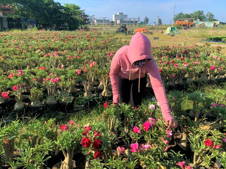 Nông nghiệp đô thị: tận dụng không gian đô thị giúp nông dân làm giàu - Ảnh 3.