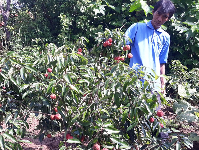 Bắc Giang sản xuất thành công vải thiều không hạt - Ảnh 2.