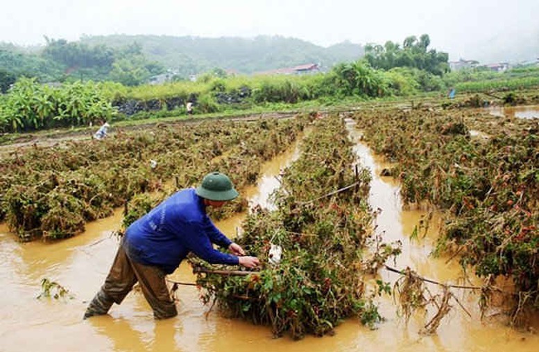 Đề xuất sửa đổi quy định hỗ trợ khôi phục sản xuất nông nghiệp bị thiệt hại do thiên tai, dịch bệnh - Ảnh 1.