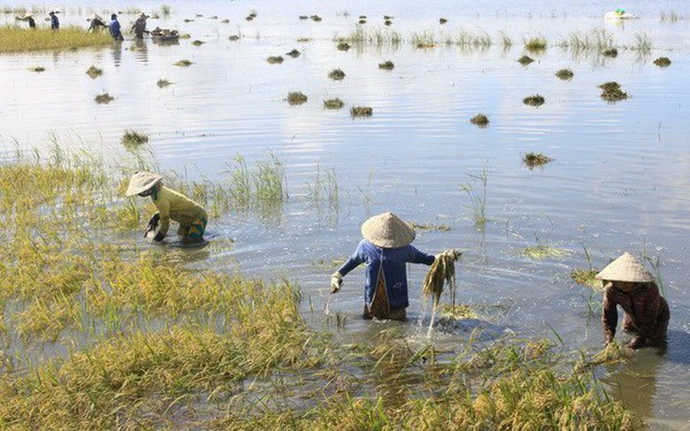 Đề xuất tăng mức hỗ trợ cây trồng bị thiệt hại do thiên tai, dịch bệnh