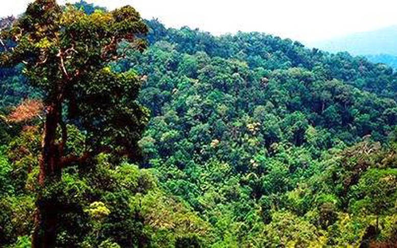 Sắp có quy định về chi trả dịch vụ hấp thụ và lưu giữ các-bon rừng