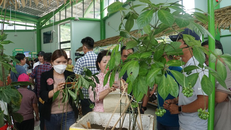 Phiên chợ bày bán hàng trăm kg sâm Ngọc Linh, có cây trị giá 900 triệu đồng - Ảnh 5.