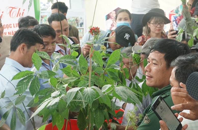 Phiên chợ bày bán hàng trăm kg sâm Ngọc Linh, có cây trị giá 900 triệu đồng - Ảnh 4.