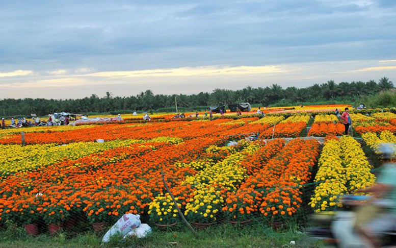 Bến Tre: Tập trung phát triển vùng cây giống, hoa cảnh Chợ Lách mang tầm quốc gia