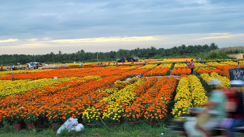 Bến Tre: Tập trung phát triển vùng cây giống, hoa cảnh Chợ Lách mang tầm quốc gia - Ảnh 1.