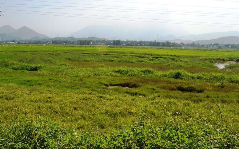 Đất lúa tự chuyển mục đích sử dụng có được phép sang tên?