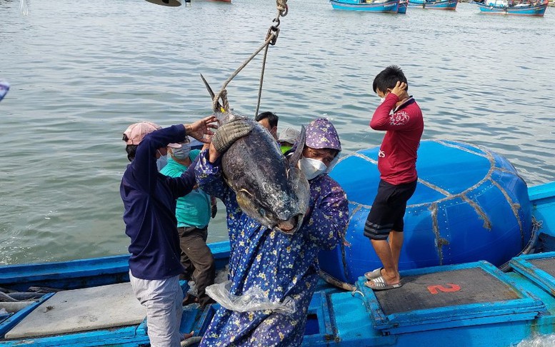 Kiên quyết xử lý các vi phạm quy định về chống khai thác hải sản trái phép