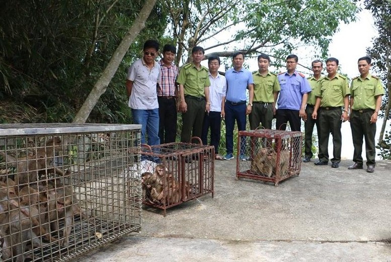 Đồng nhất chính sách ngăn chặn buôn bán động vật hoang dã - Ảnh 1.