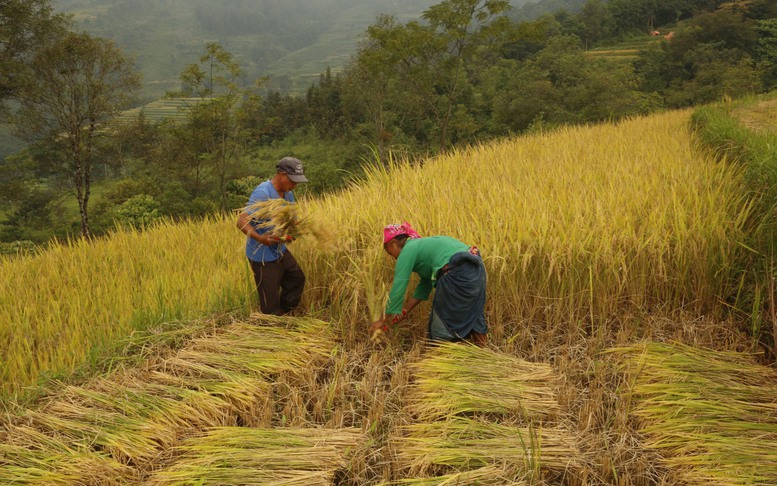 Việt Nam có nhiều tiềm năng phát triển nông nghiệp xanh