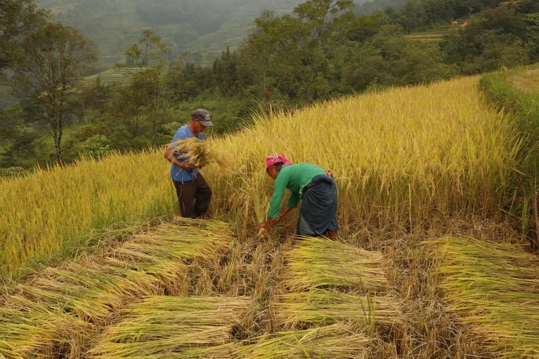 Nông nghiệp xanh bắt kịp xu thế phát triển toàn cầu - Ảnh 1.