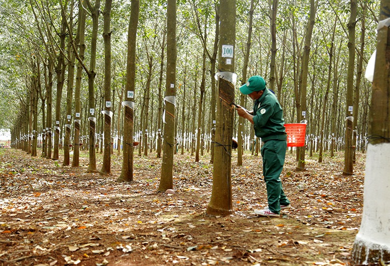 Giá thu mua cao su biến động ngay những ngày đầu năm - Ảnh 1.