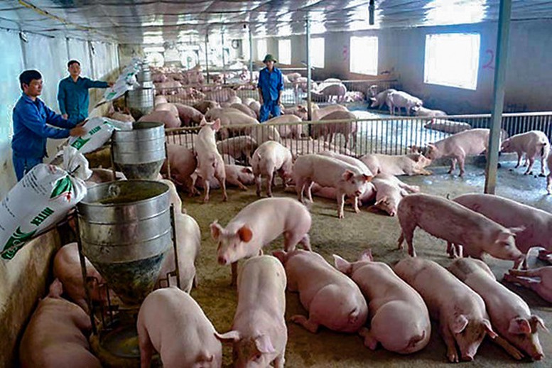 Giá thịt lợn hơi nội địa ổn định sau Tết - Ảnh 1.