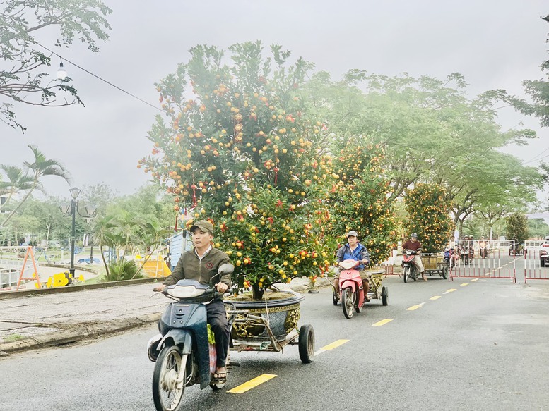 Làng trồng quất cảnh lớn nhất miền Trung thắng lớn vụ Tết - Ảnh 5.