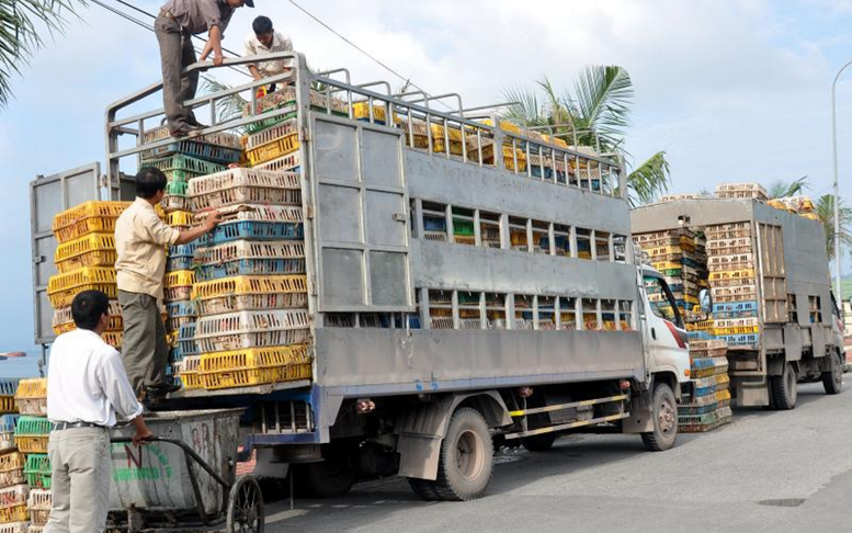 Ngăn chặn nhập lậu gia súc, gia cầm dịp cuối năm