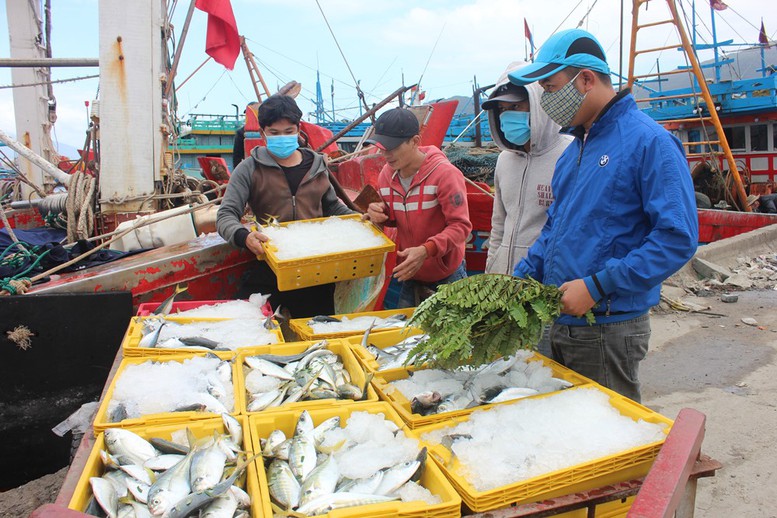 Quảng Ngãi: Vi phạm hành chính lĩnh vực thủy, hai tàu cá bị phạt hơn 3 tỷ đồng - Ảnh 1.