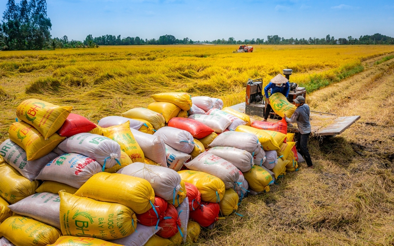 Cần sản phẩm tín dụng phù hợp với đặc thù của ngành lúa gạo