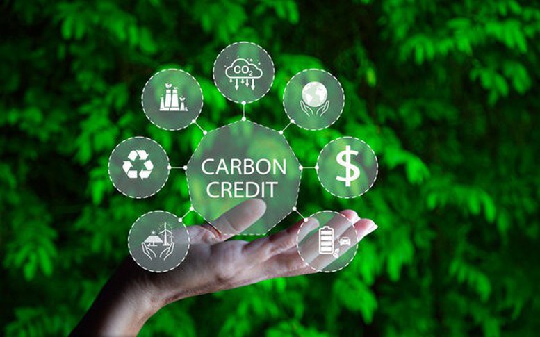 Thị trường carbon rộng mở trong ngành lâm nghiệp