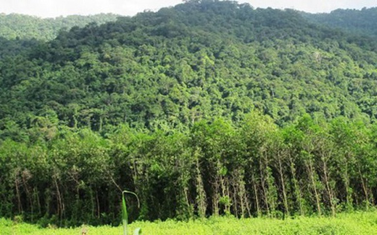 Đã thành lập 167 khu rừng đặc dụng