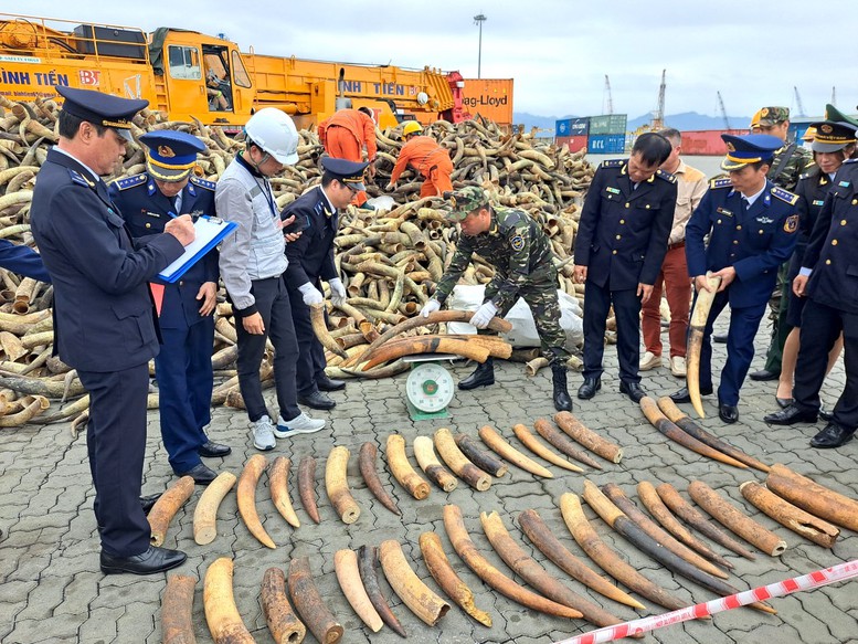 Thu giữ thêm gần 130 kg ngà voi châu Phi - Ảnh 1.