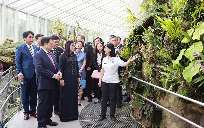 Singapore định danh loài lan mới theo tên Thủ tướng Phạm Minh Chính và Phu nhân