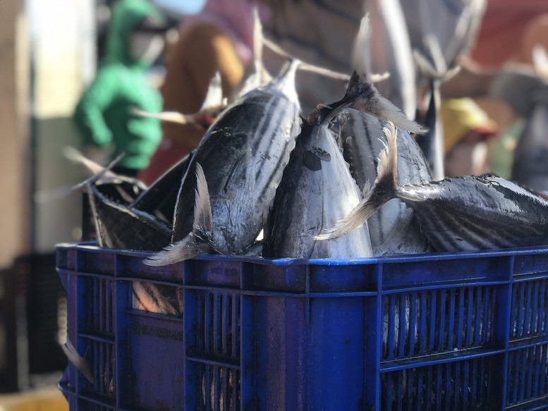 Ngư dân miền Trung đón “lộc biển” đầu năm - Ảnh 5.