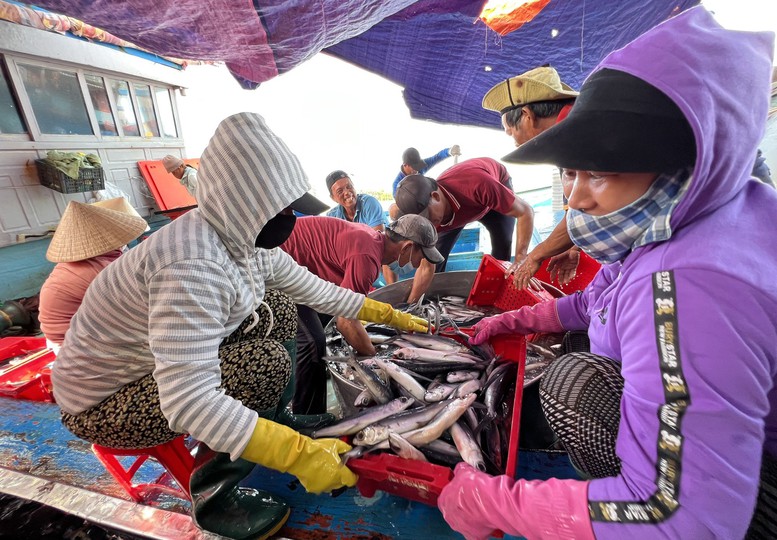 Ngư dân miền Trung đón “lộc biển” đầu năm - Ảnh 4.