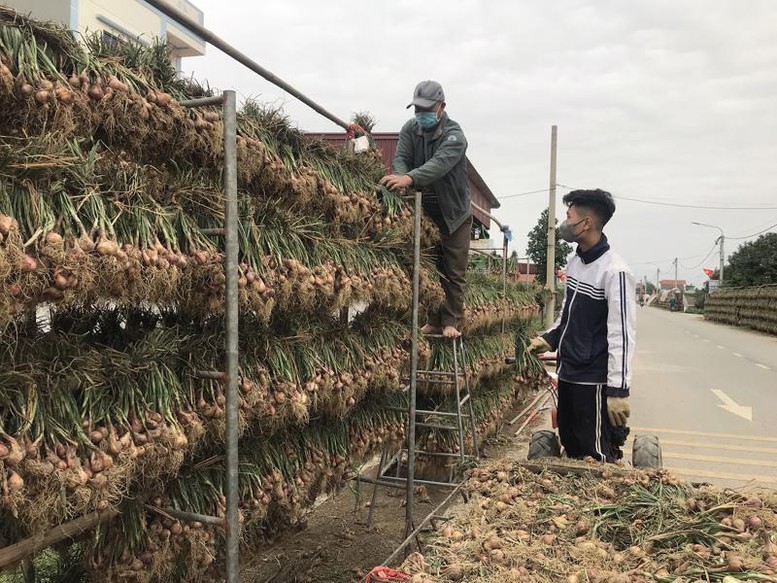Xúc tiến tiêu thụ hành, hành tím - Ảnh 1.