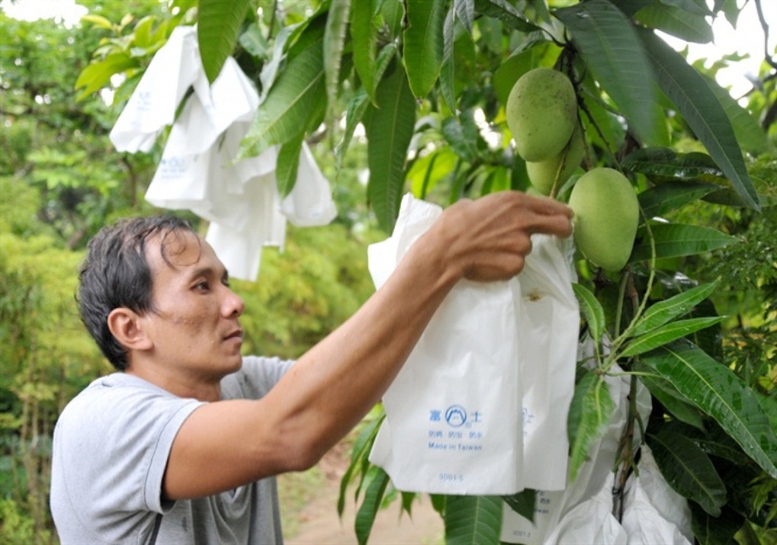 Địa phương tự quản lý mã số vùng trồng, cơ sở đóng gói nông sản  phục vụ xuất khẩu - Ảnh 1.