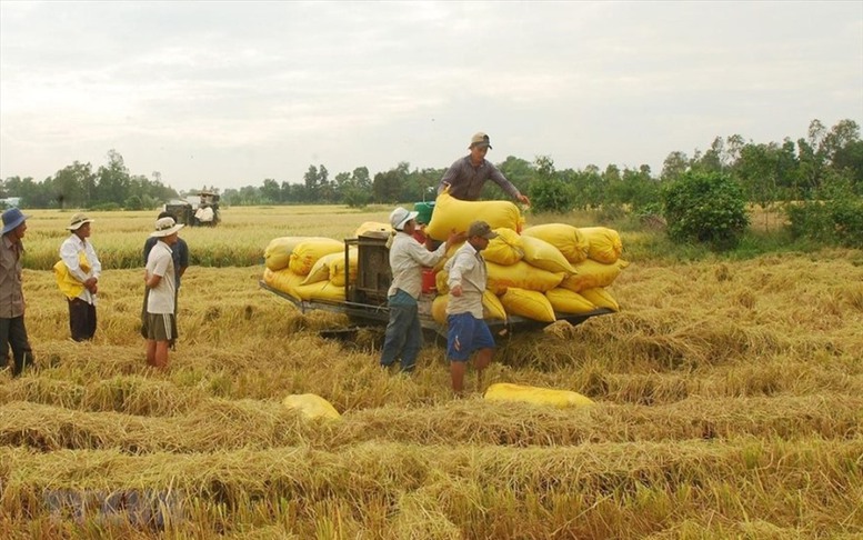 NHNN chỉ đạo đẩy mạnh cho vay thu mua, kinh doanh thóc, gạo