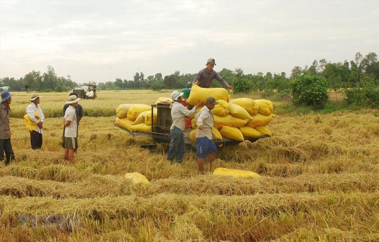 NHNN chỉ đạo đẩy mạnh cho vay thu mua, kinh doanh thóc, gạo - Ảnh 1.