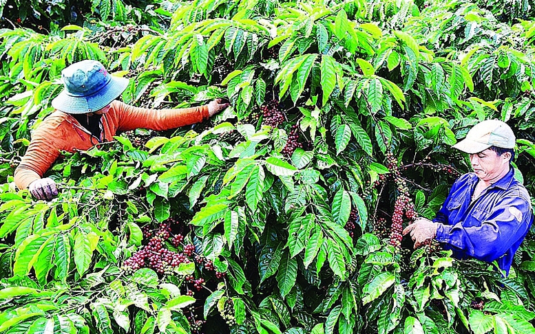 Ngành cà phê Việt nhiều dư địa phát triển