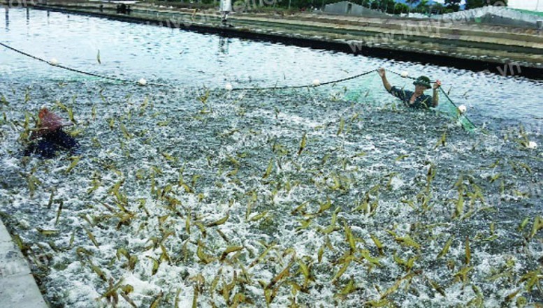 Phát triển ngành tôm: Chú trọng đăng ký đối tượng nuôi chủ lực - Ảnh 1.