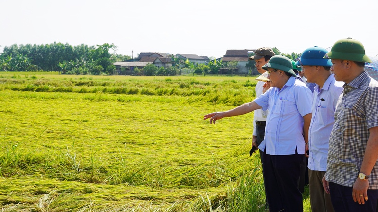 Quảng Trị khắc phục diện tích lúa gãy đổ do dông lốc, mưa đá - Ảnh 1.