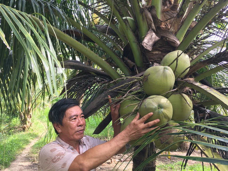 Phát triển chuỗi giá trị nhóm sản phẩm nông nghiệp chủ lực tại Bến Tre - Ảnh 1.