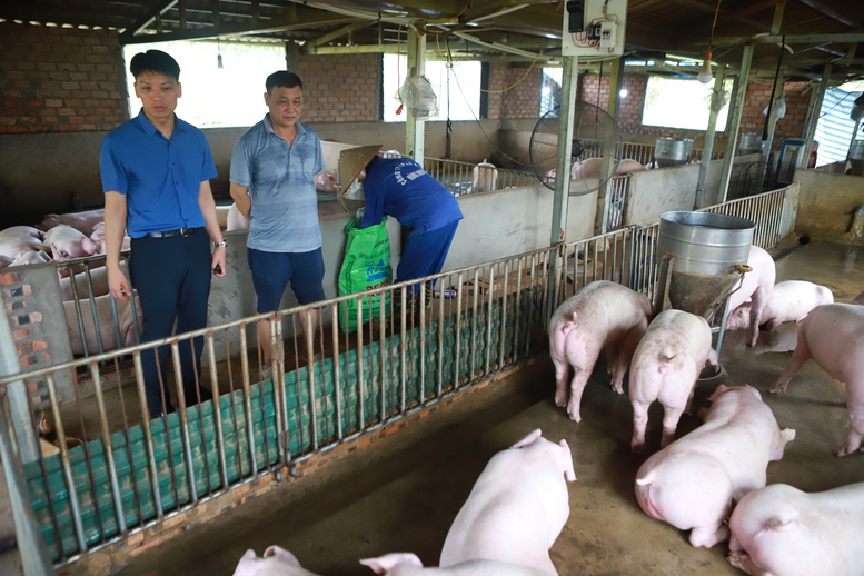 Chăn nuôi lợn theo chuỗi sẽ có lãi - Ảnh 1.