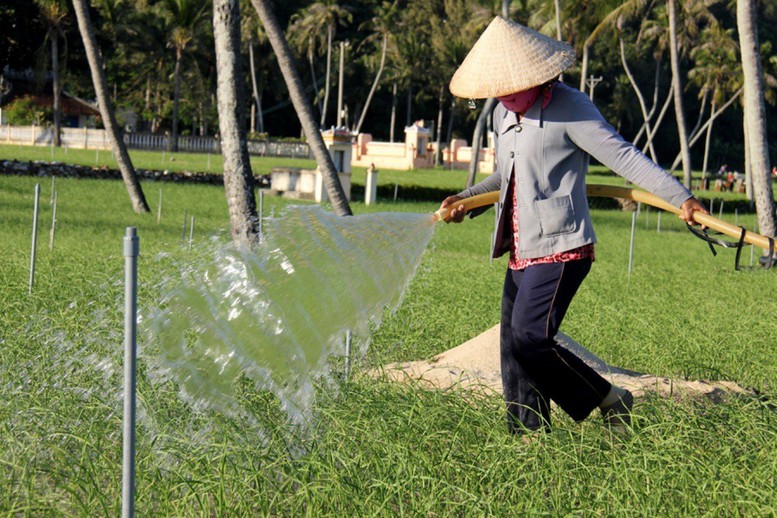 Khan hiếm nước cho sản xuất nông nghiệp tại huyện đảo Lý Sơn - Ảnh 1.