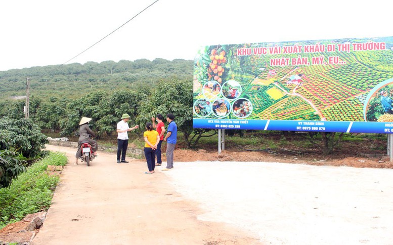Bắc Giang: Có thêm 12 mã số vùng trồng vải thiều xuất khẩu