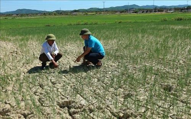 Ngành nông nghiệp sẵn sàng ứng phó với hạn hán