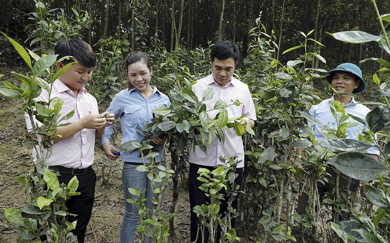 Tín dụng chính sách 'đánh thức' một vùng quê