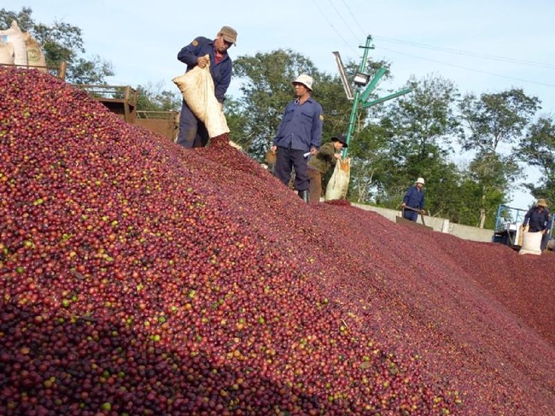 Tiềm năng xuất khẩu nông sản vào thị trường Ấn Độ - Ảnh 1.