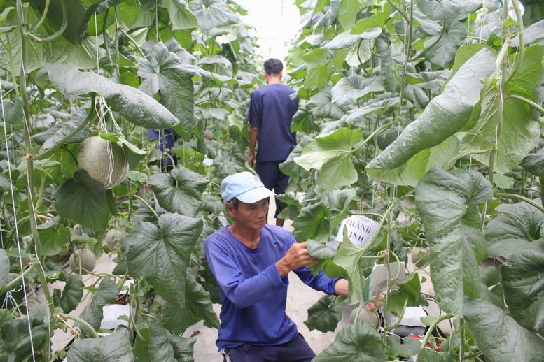 Bến Tre: Chuyển đổi cơ cấu cây trồng bước đầu mang lại hiệu quả - Ảnh 1.