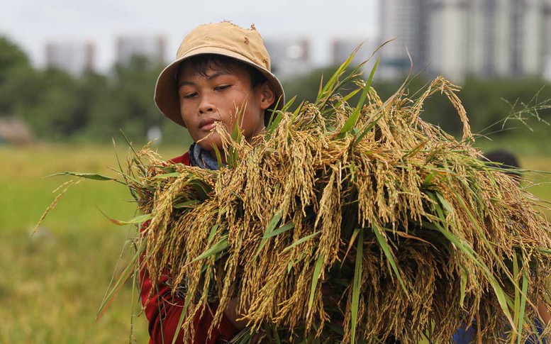Cơ hội bứt phá xuất khẩu gạo của Việt Nam