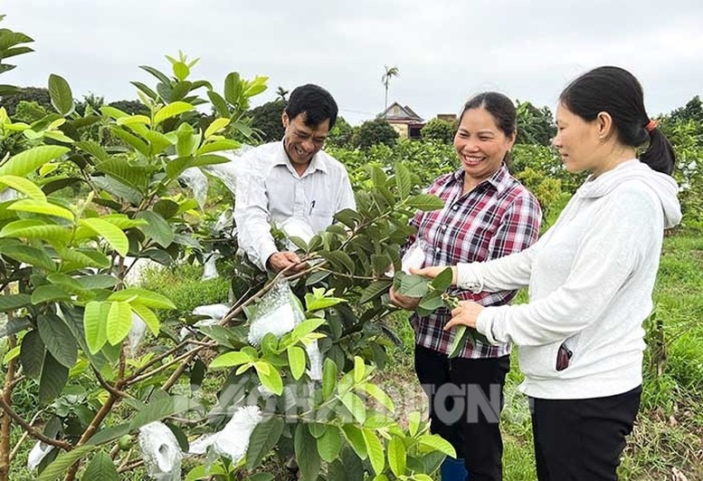 Vốn tín dụng chính sách góp phần phát triển sản phẩm OCOP - Ảnh 1.