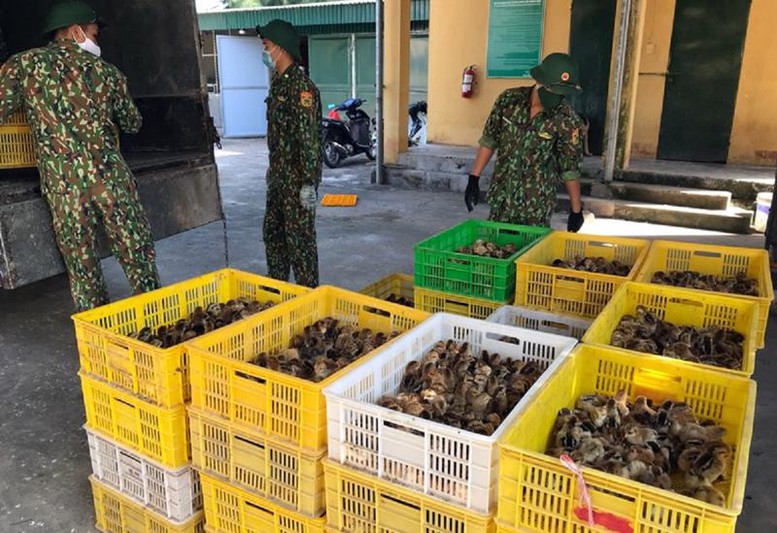 Ngăn chặn, xử lý buôn bán, vận chuyển trái phép gia cầm, sản phẩm gia cầm qua biên giới vào Việt Nam - Ảnh 1.