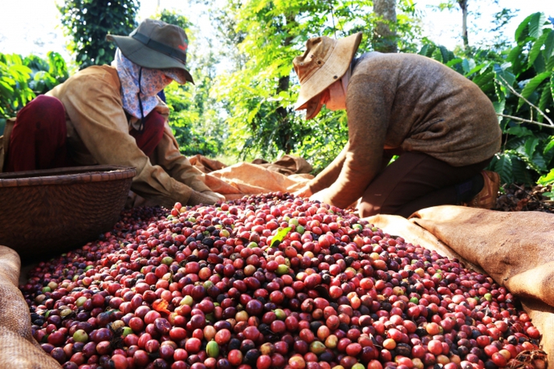 Sản xuất gỗ, cà phê, cao su theo hướng minh bạch, trách nhiệm - Ảnh 1.