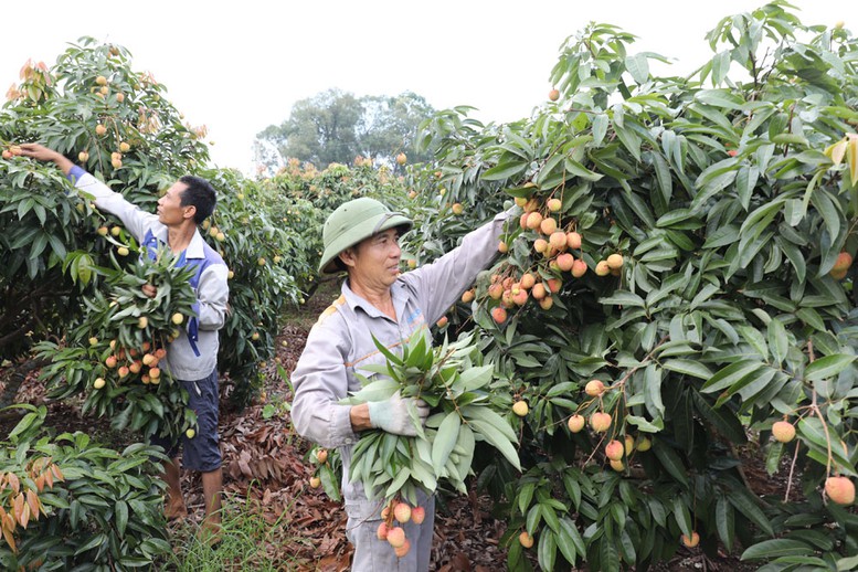 Bắc Giang: Tiêu thụ vải thiều sớm thuận lợi, giá ổn định - Ảnh 1.
