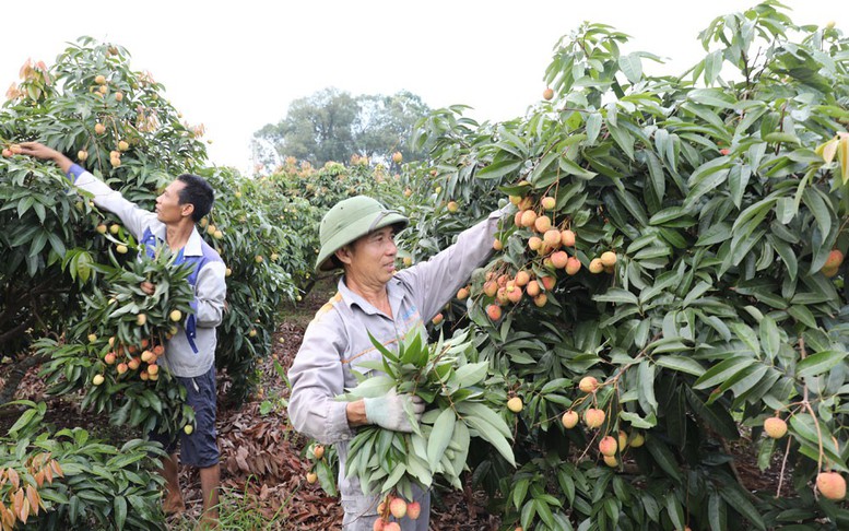Bắc Giang: Tiêu thụ vải thiều sớm thuận lợi, giá ổn định